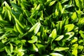 Erythronium sibiricum with green leaves over the sun