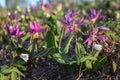 Erythronium sibiricum Royalty Free Stock Photo