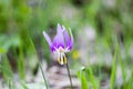 Erythronium sibiricum