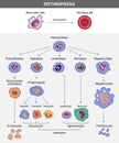 Erythropoiesis. The development of red blood cell. Erythrocyte