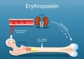 Erythropoietin. Erythropoiesis in the bone marrow