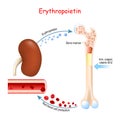 Erythropoietin and erythropoiesis