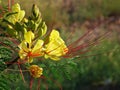 Erythrostemon gilliesii , bird of paradise flower Royalty Free Stock Photo