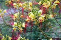 Erythrostemon gilliesii (Bird of paradise) flowers. Royalty Free Stock Photo