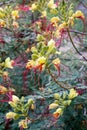 Erythrostemon gilliesii (Bird of paradise) flowers. Royalty Free Stock Photo