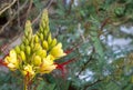 Erythrostemon Gilliesii or Bird Of Paradise shrub, yellow flower with long red stamen. Close up view