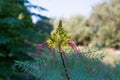 Erythrostemon gilliesii close-up outdoor picture Royalty Free Stock Photo