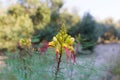 Erythrostemon gilliesii close-up outdoor picture Royalty Free Stock Photo