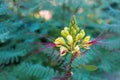 Erythrostemon gilliesii close-up outdoor picture Royalty Free Stock Photo