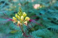 Erythrostemon gilliesii close-up outdoor picture Royalty Free Stock Photo