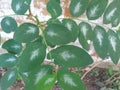Erythroxylaceae or coca leaf in focus Royalty Free Stock Photo