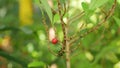 Erythroxylum coca, coca bush in a flowerpot in a tropical greenhouse, science research, plant ripe red fruit, leaf and