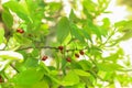 Erythroxylum coca at garden in Chiang Mai Royalty Free Stock Photo