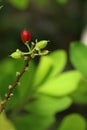 Erythroxylum coca at garden in Chiang Mai Royalty Free Stock Photo