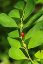 Erythroxylum coca at garden Royalty Free Stock Photo