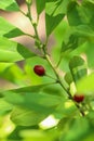 Erythroxylum coca at garden Royalty Free Stock Photo