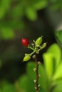 Erythroxylum coca at garden in Chiang Mai Royalty Free Stock Photo