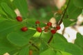 Erythroxylum coca at garden in Chiang Mai Royalty Free Stock Photo