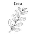 Erythroxylum coca. Vector illustration