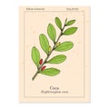 Erythroxylum coca. Hand drawn illustration