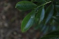 Erythroxylum moonii Hochr, Erythroxylum acuminatum, Erythroxylum lucidum Moon