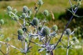 ErÃÂ½ngium campÃÂ©stre blue flowers growing in the field Royalty Free Stock Photo