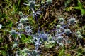 ErÃÂ½ngium campÃÂ©stre beautiful blue spiky flowers growing in the field