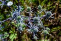 ErÃÂ½ngium campÃÂ©stre blue spiky flowers growing in the field