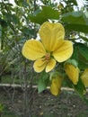 Esala flower in sri lanka.very beautiful Royalty Free Stock Photo