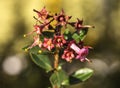 Escallonia - Apple Blossom