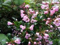 Escallonia 'Apple Blossom'