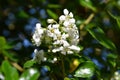 Escallonia iveyi, delicate white blooms in summer Royalty Free Stock Photo