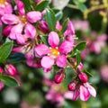 Escallonia Pinks