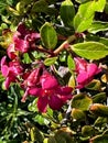 Escallonia 'Red Dream', dwarf evergreen shrub