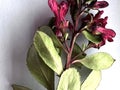 Escallonia 'Red Dream', dwarf evergreen shrub