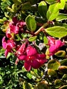 Escallonia 'Red Dream', dwarf evergreen shrub