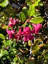 Escallonia 'Red Dream', dwarf evergreen shrub