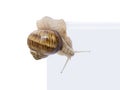 Escape! Burgundy snail leaving a transparent vivarium (isolated) Royalty Free Stock Photo