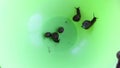 Group of garden snails escape from salad bowl, timelapse.