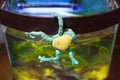 Escape of a small knitted frog from an aquarium Royalty Free Stock Photo