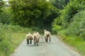 Escaped sheep running on a narrow road Royalty Free Stock Photo