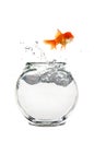 Escaping Goldfish Royalty Free Stock Photo