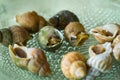 Escargot French for snail Royalty Free Stock Photo