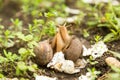 Escargot molluscs. Mollusk snails with brown striped Royalty Free Stock Photo