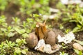 Escargot molluscs. Mollusk snails with brown striped Royalty Free Stock Photo