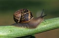 ESCARGOT PETIT GRIS helix aspersa