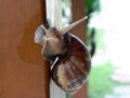 Escargot snail