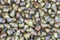 Escargots Royalty Free Stock Photo