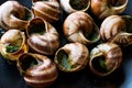 Escargots de Bourgogne - Snail Food with herbs butter, France gourmet dish.
