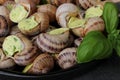 Escargots de Bourgogne. Snails prepared for cooking with garlic, butter and basil.